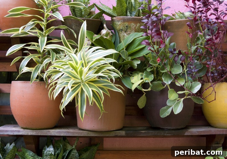 Freshening up plotted plants with baking soda.