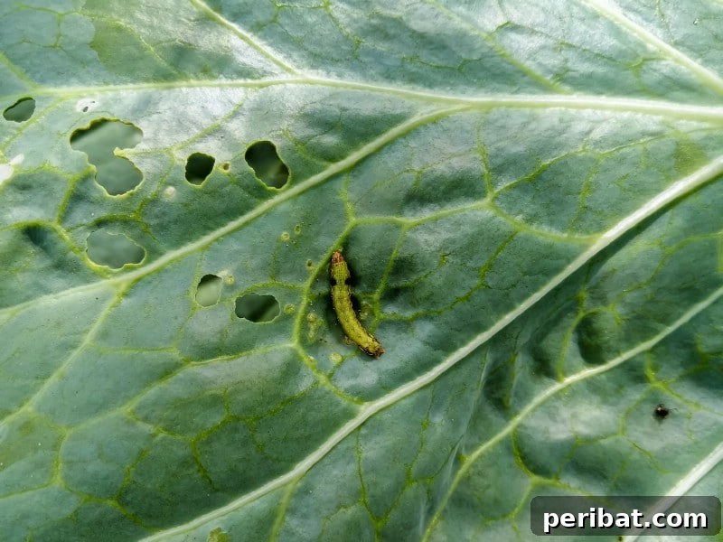 Your Garden's Secret Weapon 24 Baking Soda Tricks 8 Cabbage worms eating cabbage leaves.