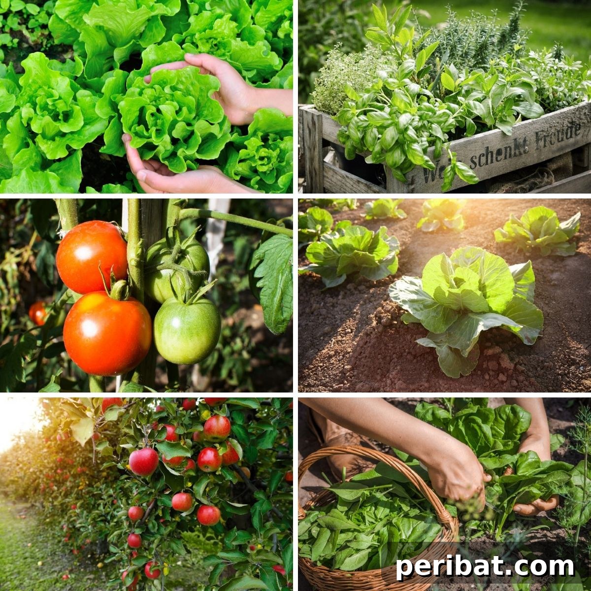 30 Dynamic Duos for a Bountiful Backyard 2 Collage photo featuring a few companion planting pairs from the post