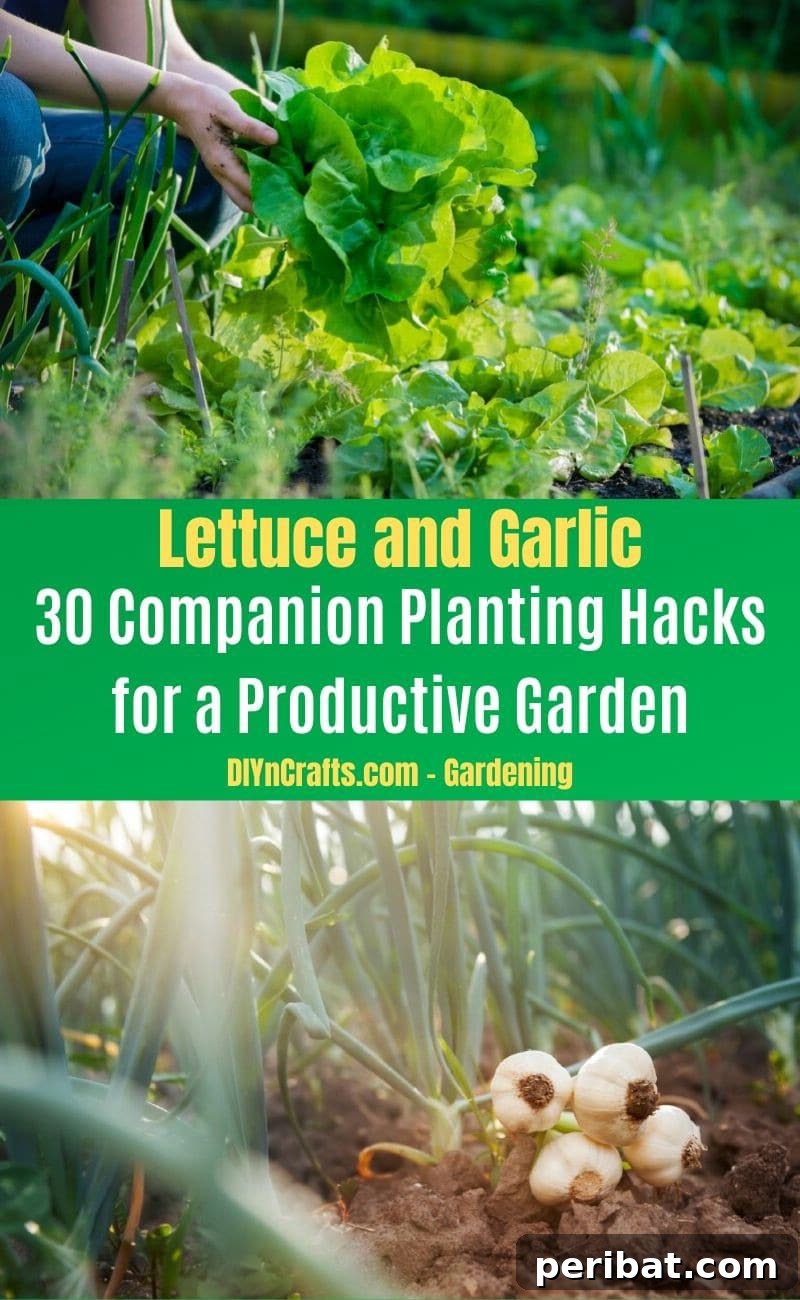 30 Dynamic Duos for a Bountiful Backyard 13 Lettuce and Garlic - Companion planting pairs