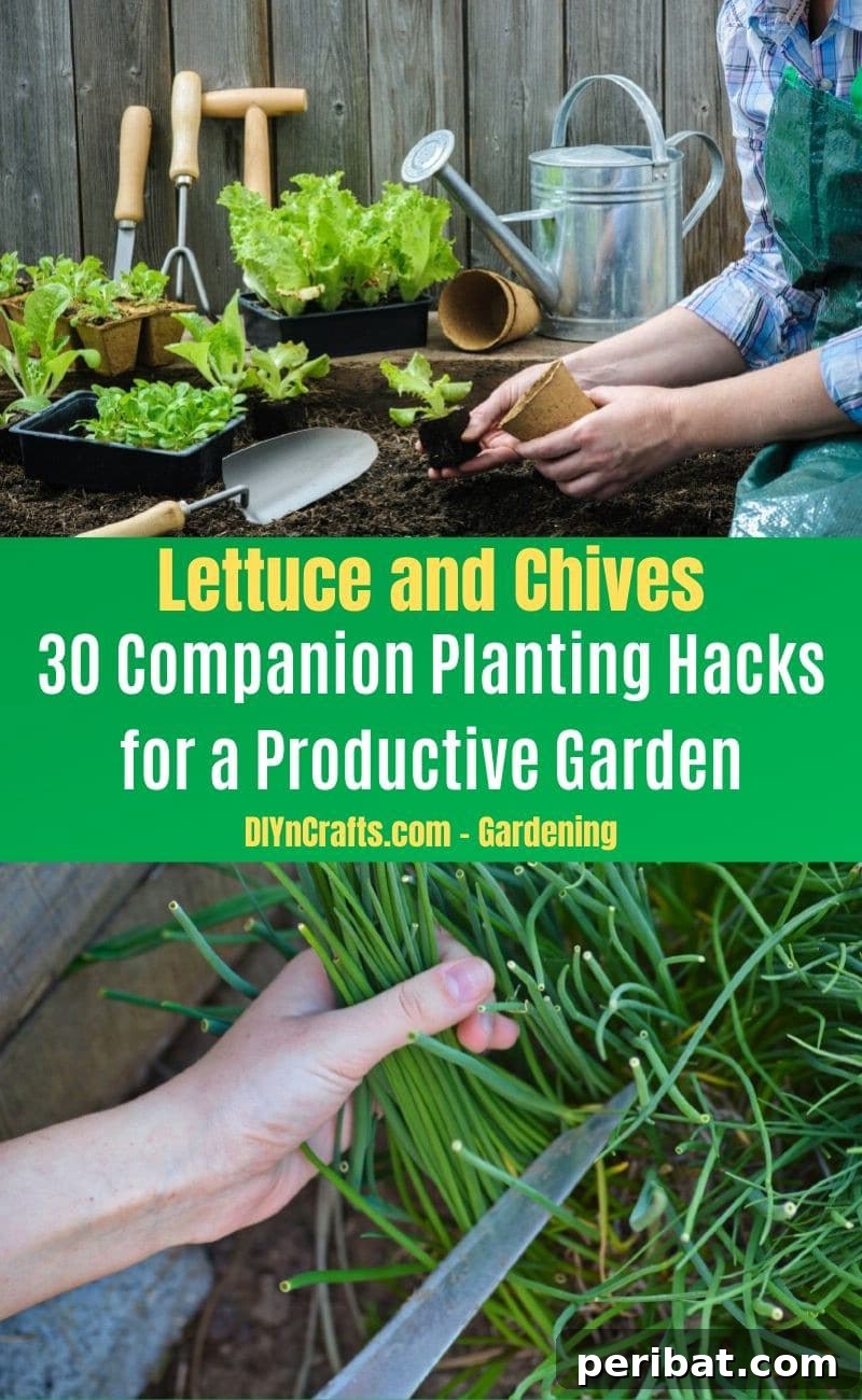 30 Dynamic Duos for a Bountiful Backyard 14 Lettuce and Chives - Companion planting pairs