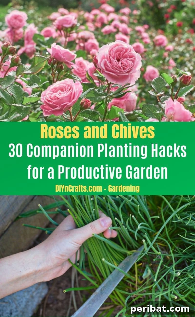 30 Dynamic Duos for a Bountiful Backyard 15 Roses and Chives - Companion planting pairs