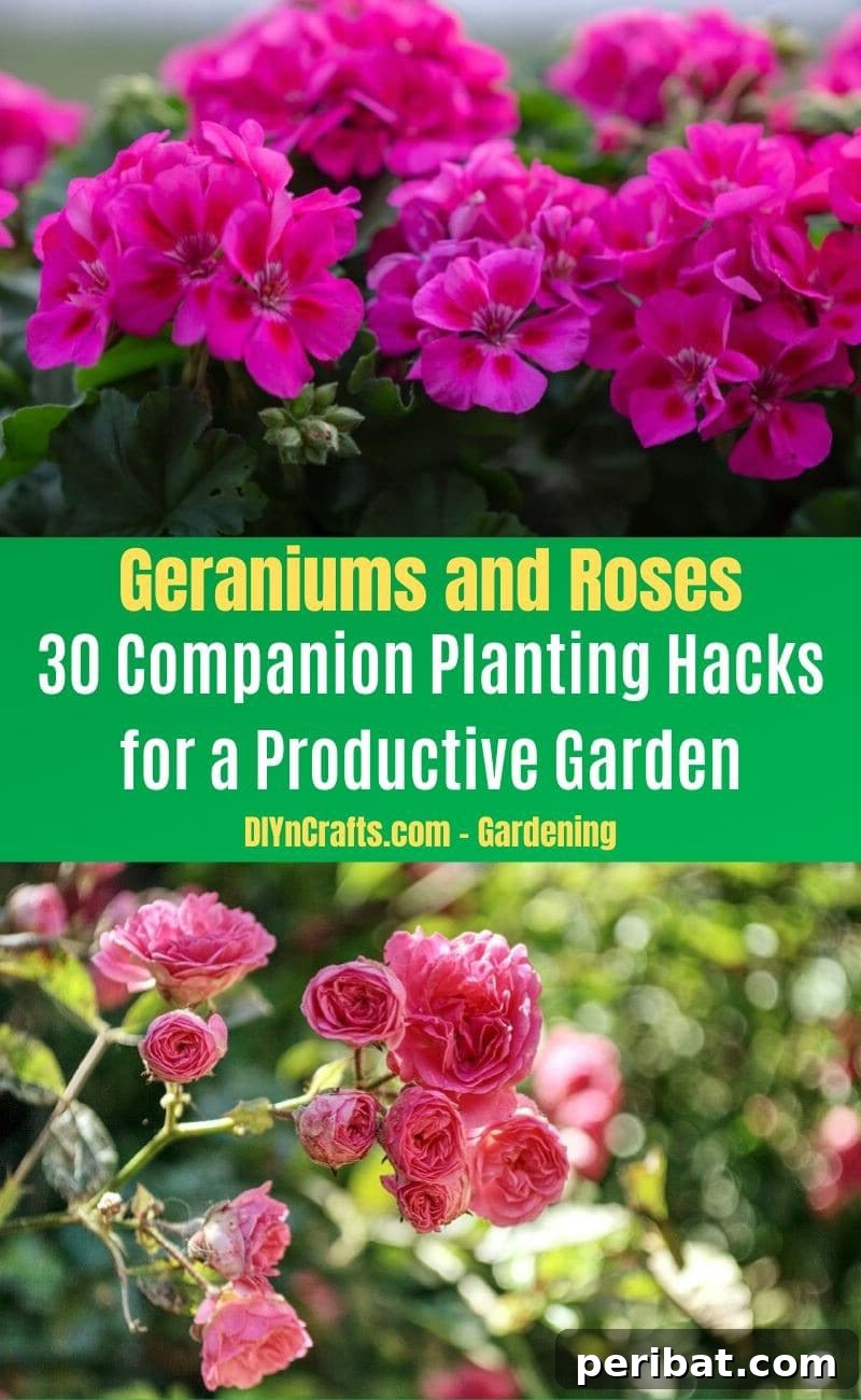 30 Dynamic Duos for a Bountiful Backyard 16 Geraniums and Roses - Companion planting pairs