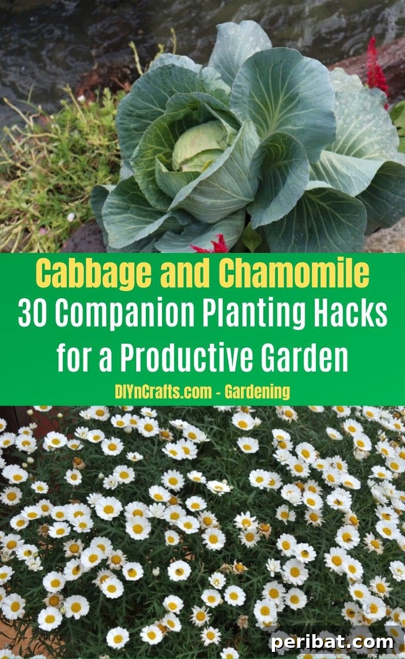 30 Dynamic Duos for a Bountiful Backyard 17 Cabbage and Chamomile - Companion planting pairs