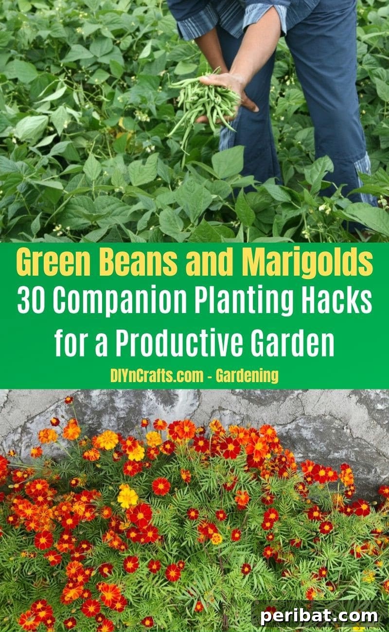 30 Dynamic Duos for a Bountiful Backyard 18 Green Beans and Marigolds - Companion planting pairs