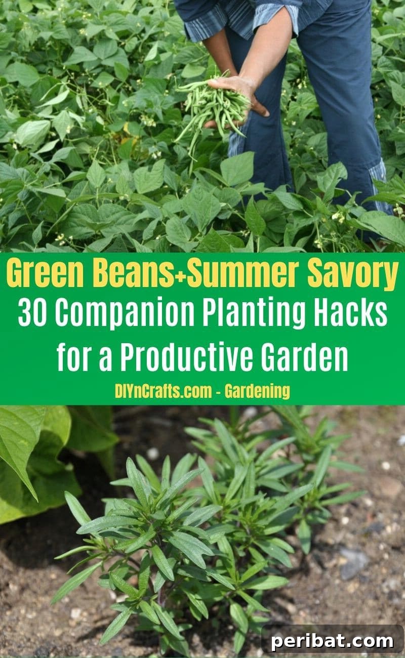 30 Dynamic Duos for a Bountiful Backyard 19 Green Beans and Summer Savory - Companion planting pairs