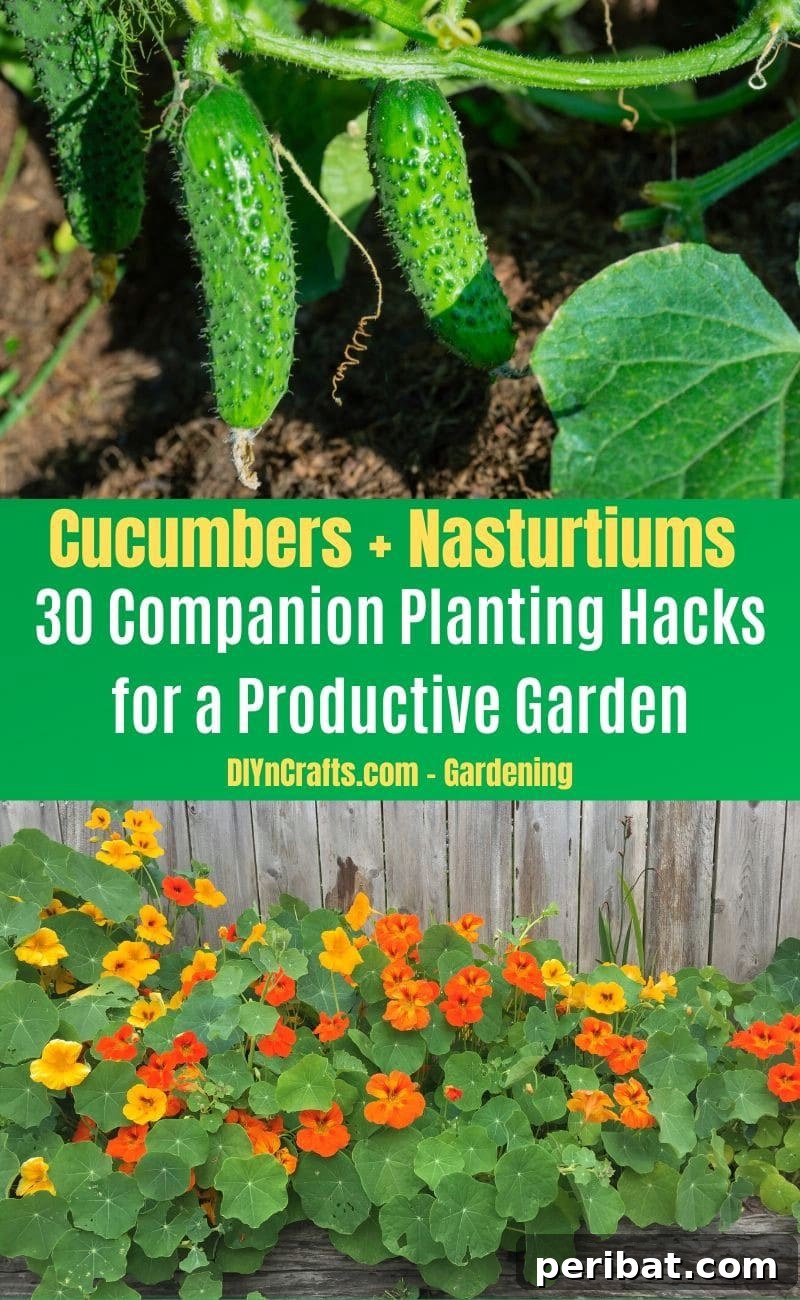 30 Dynamic Duos for a Bountiful Backyard 3 Cucumbers and Nasturtiums - Companion planting pairs