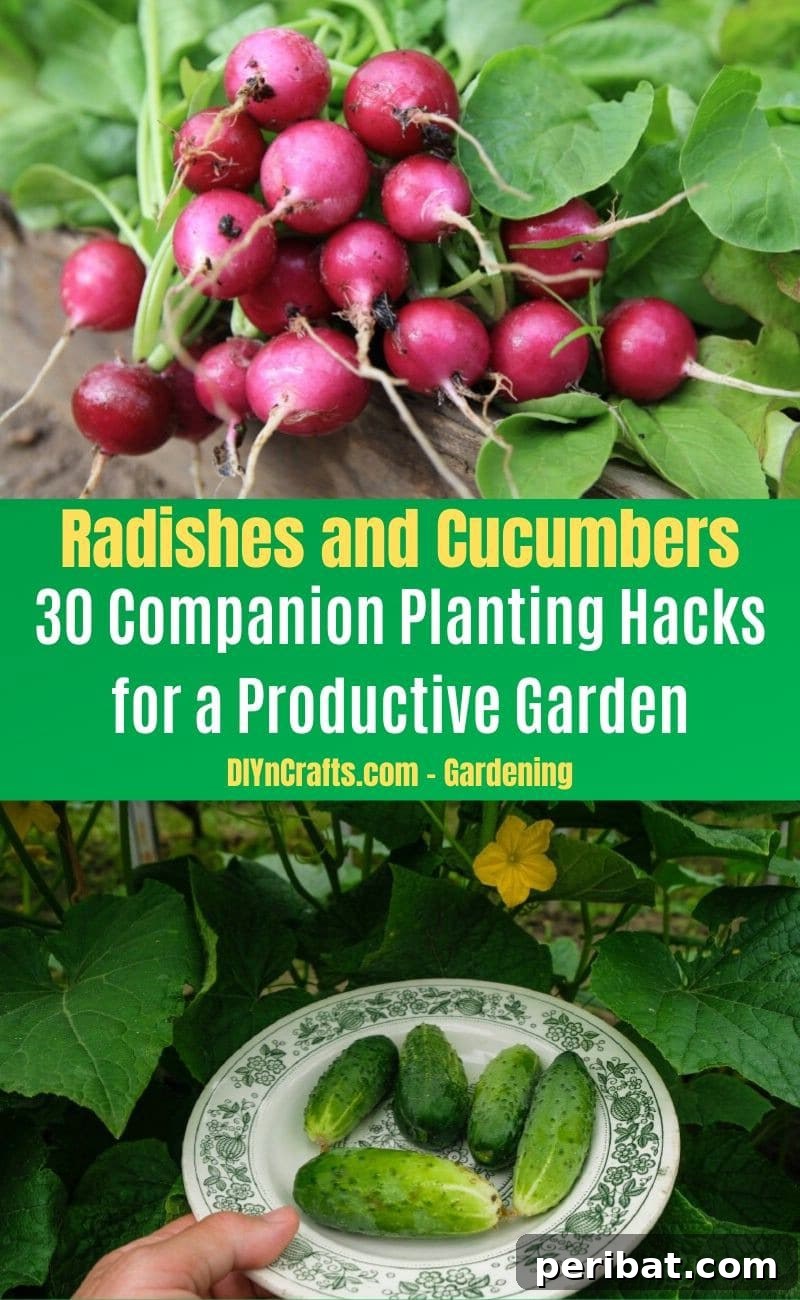 30 Dynamic Duos for a Bountiful Backyard 21 Radishes and Cucumbers - Companion planting pairs