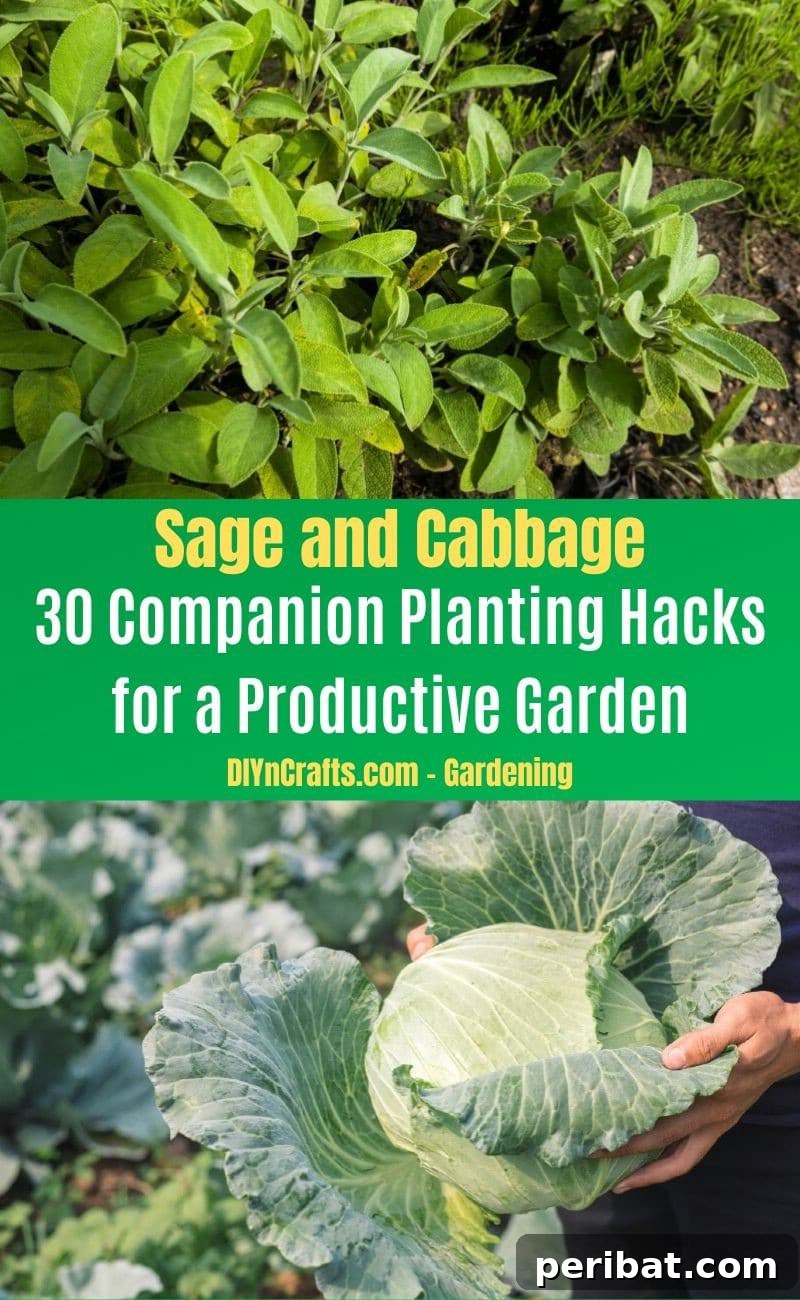 30 Dynamic Duos for a Bountiful Backyard 22 Sage and Cabbage - Companion planting pairs
