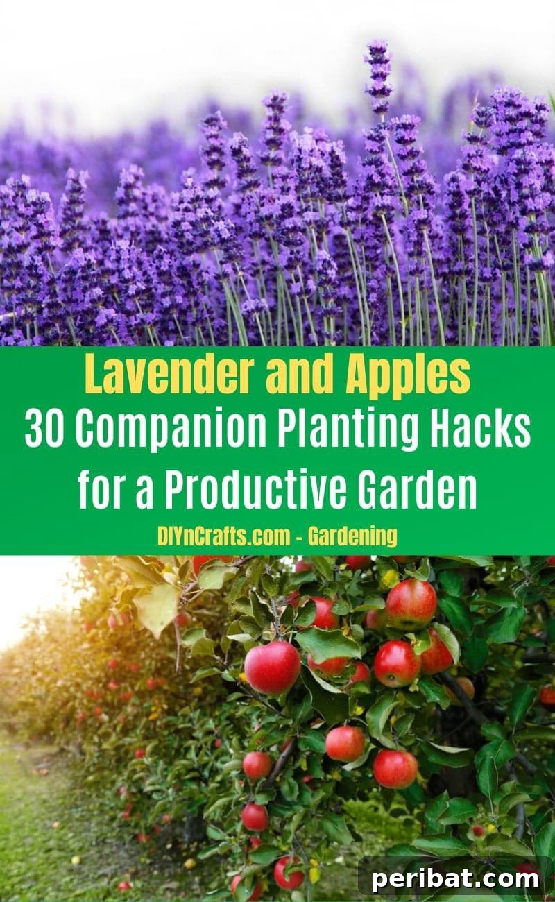30 Dynamic Duos for a Bountiful Backyard 24 Lavender and Apples - Companion planting pairs