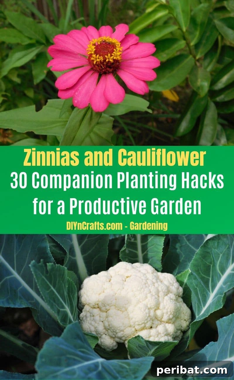 30 Dynamic Duos for a Bountiful Backyard 25 Zinnias and Cauliflower - Companion planting pairs
