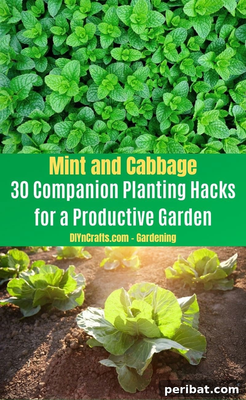 30 Dynamic Duos for a Bountiful Backyard 26 Mint and Cabbage - Companion planting pairs