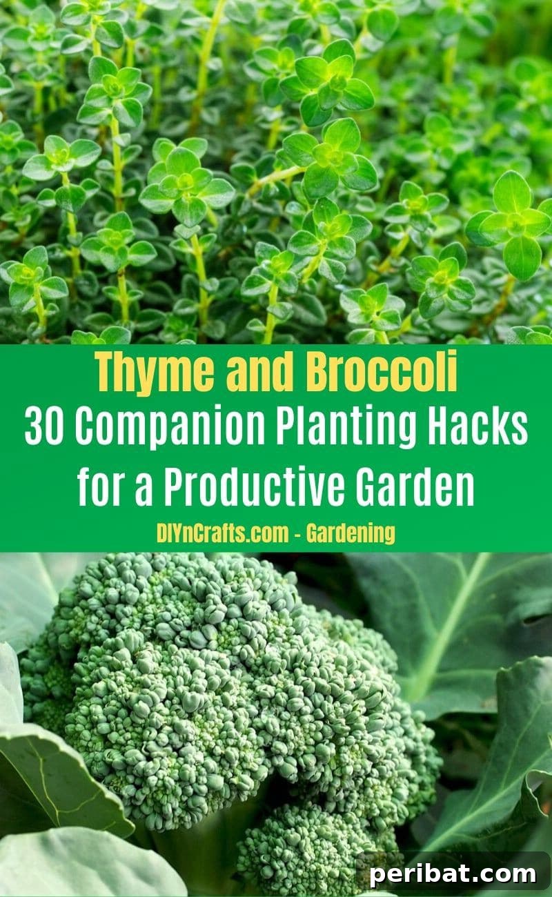 30 Dynamic Duos for a Bountiful Backyard 27 Thyme and Broccoli - Companion planting pairs