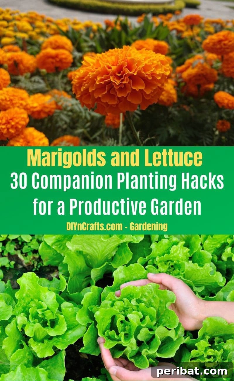 30 Dynamic Duos for a Bountiful Backyard 29 Marigolds and Lettuce - Companion planting pairs
