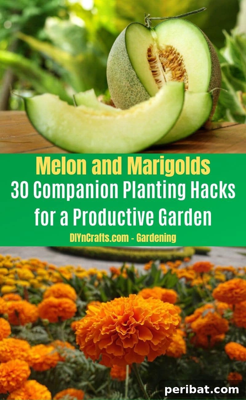 30 Dynamic Duos for a Bountiful Backyard 30 Melon and Marigolds - Companion planting pairs