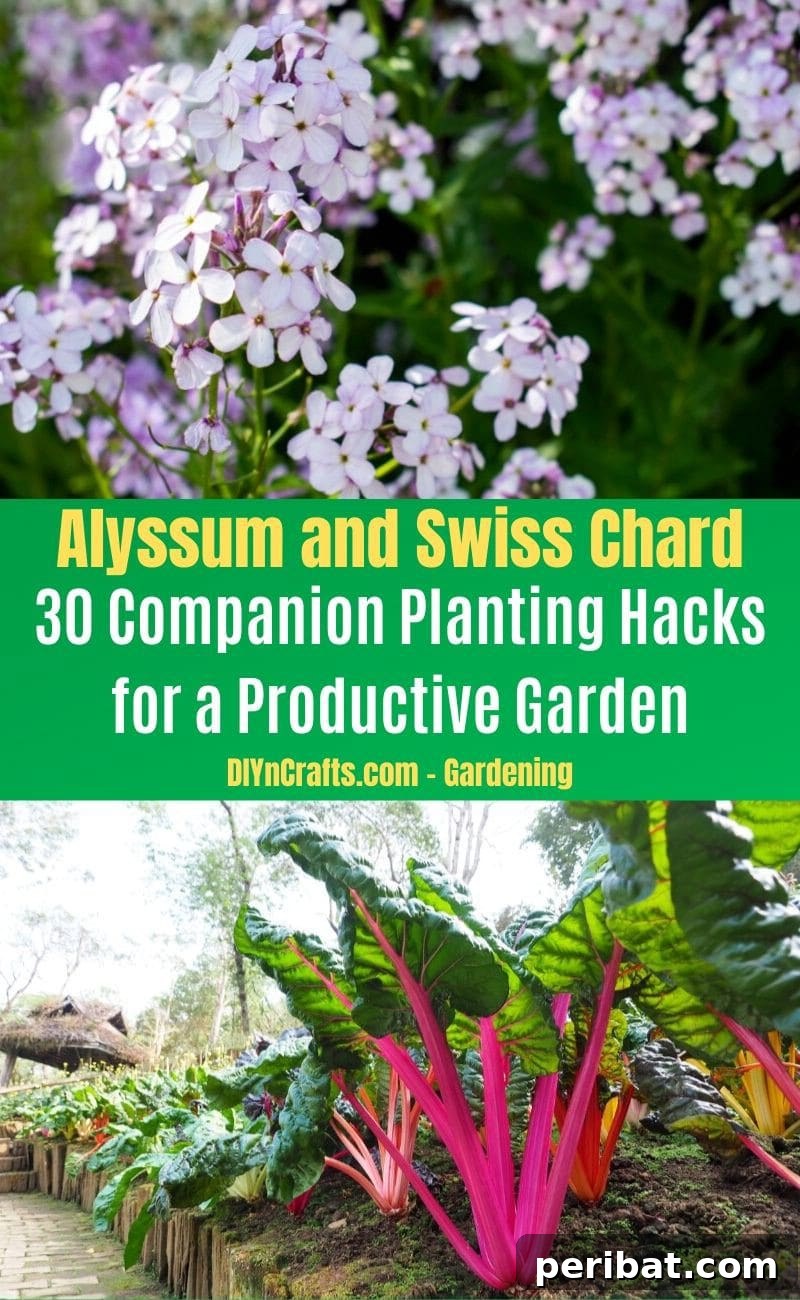 30 Dynamic Duos for a Bountiful Backyard 6 Alyssum and Swiss Chard - Companion planting pairs