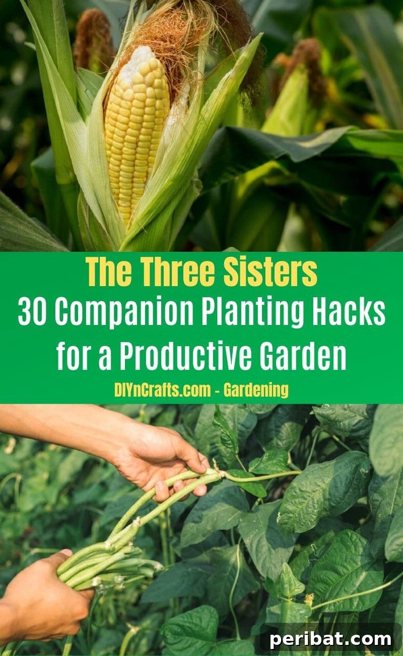 30 Dynamic Duos for a Bountiful Backyard 7 The Three Sisters - Companion planting pairs