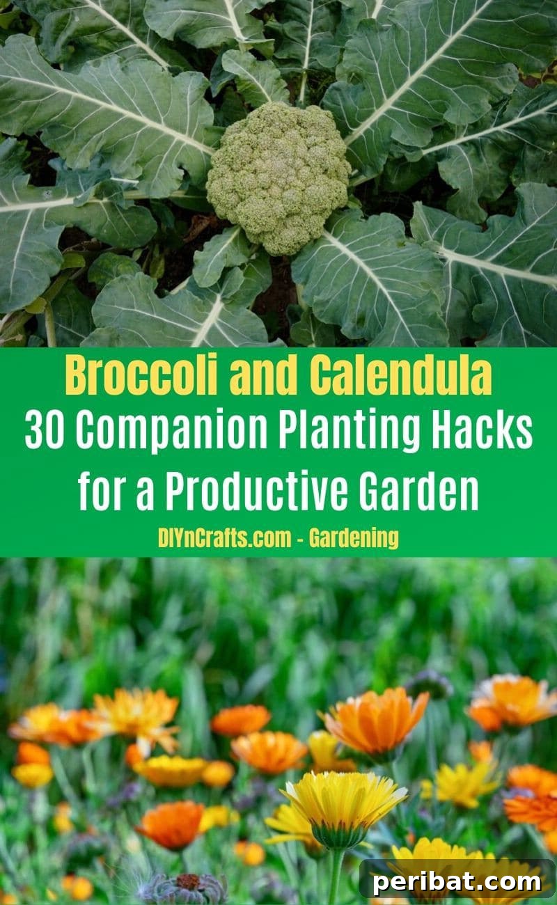 30 Dynamic Duos for a Bountiful Backyard 8 Broccoli and Calendula - Companion planting pairs