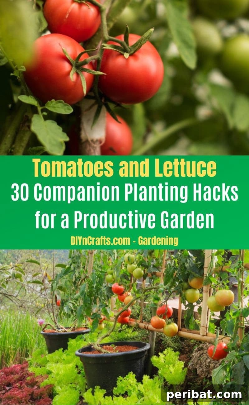 30 Dynamic Duos for a Bountiful Backyard 9 Tomatoes and Lettuce - Companion planting pairs