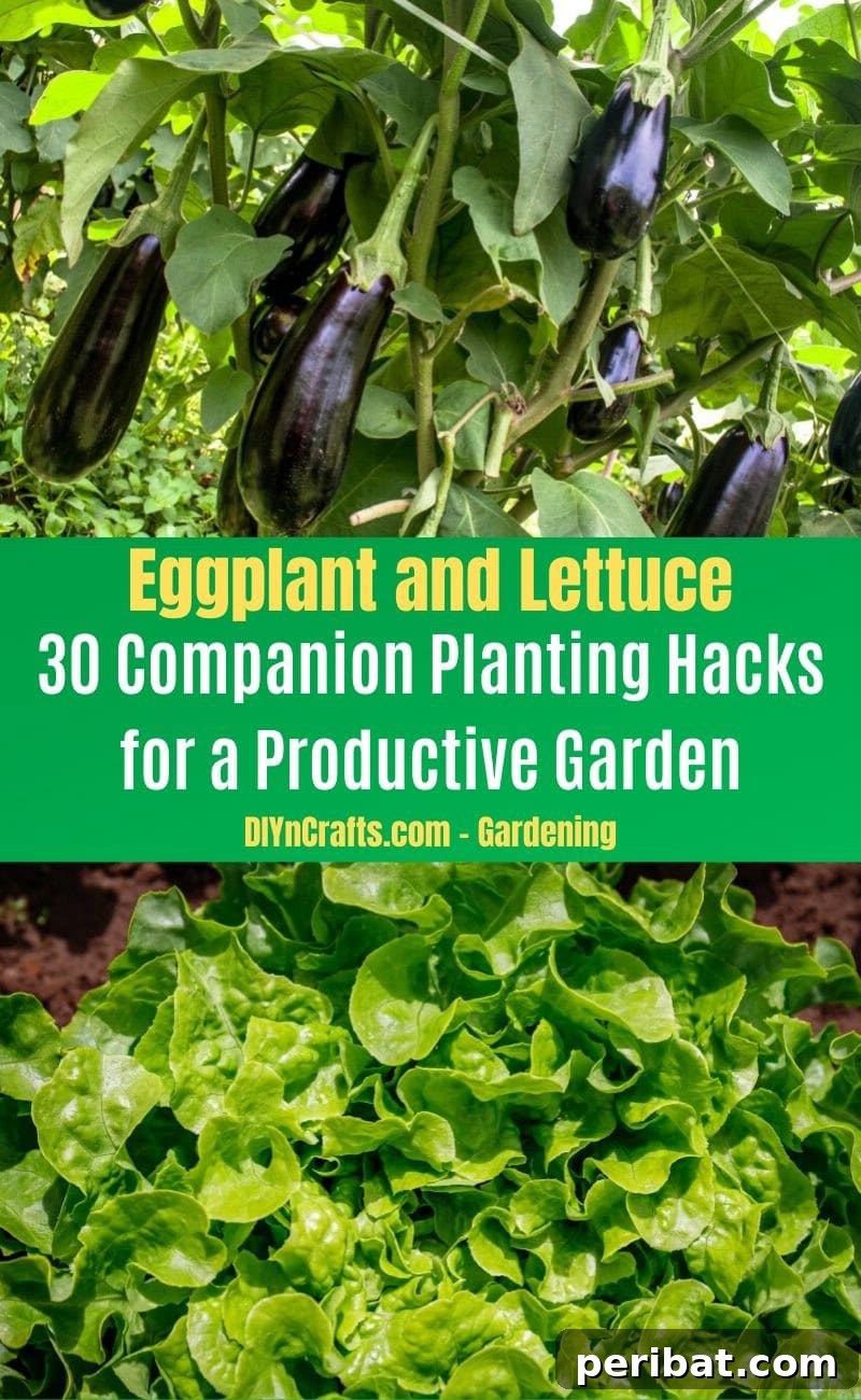 30 Dynamic Duos for a Bountiful Backyard 10 Eggplant and Lettuce - Companion planting pairs