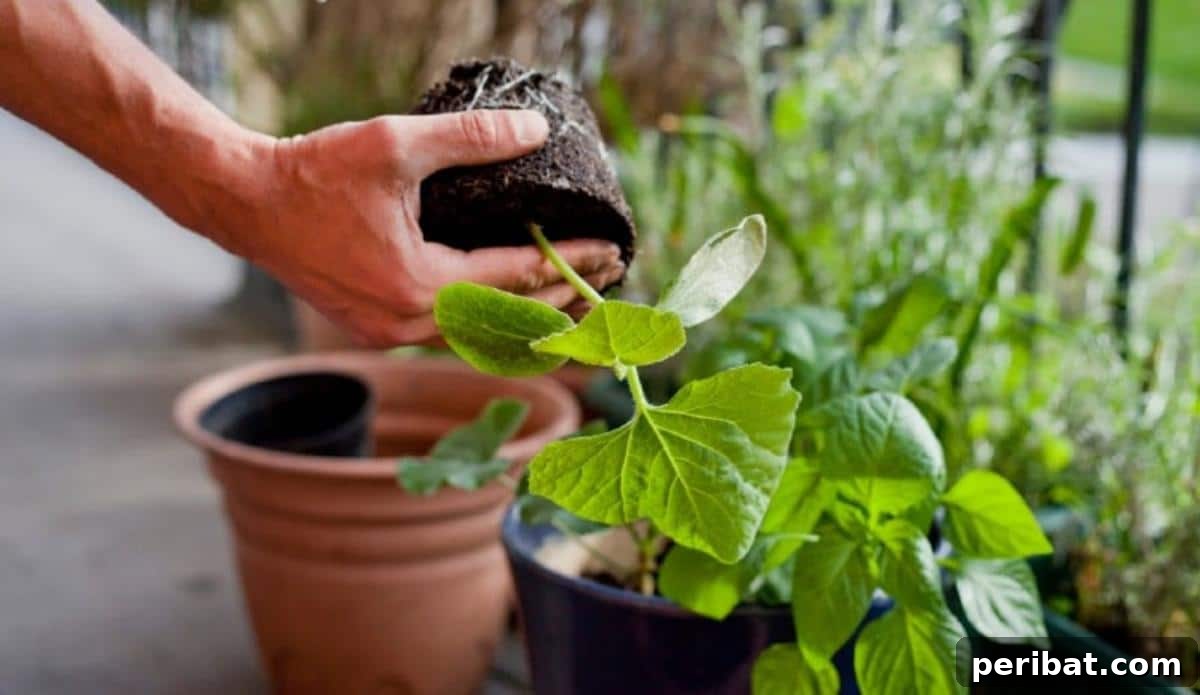 Grow Smarter: Epsom Salt Hacks for Your Garden 11 A gardener is repotting a plant.