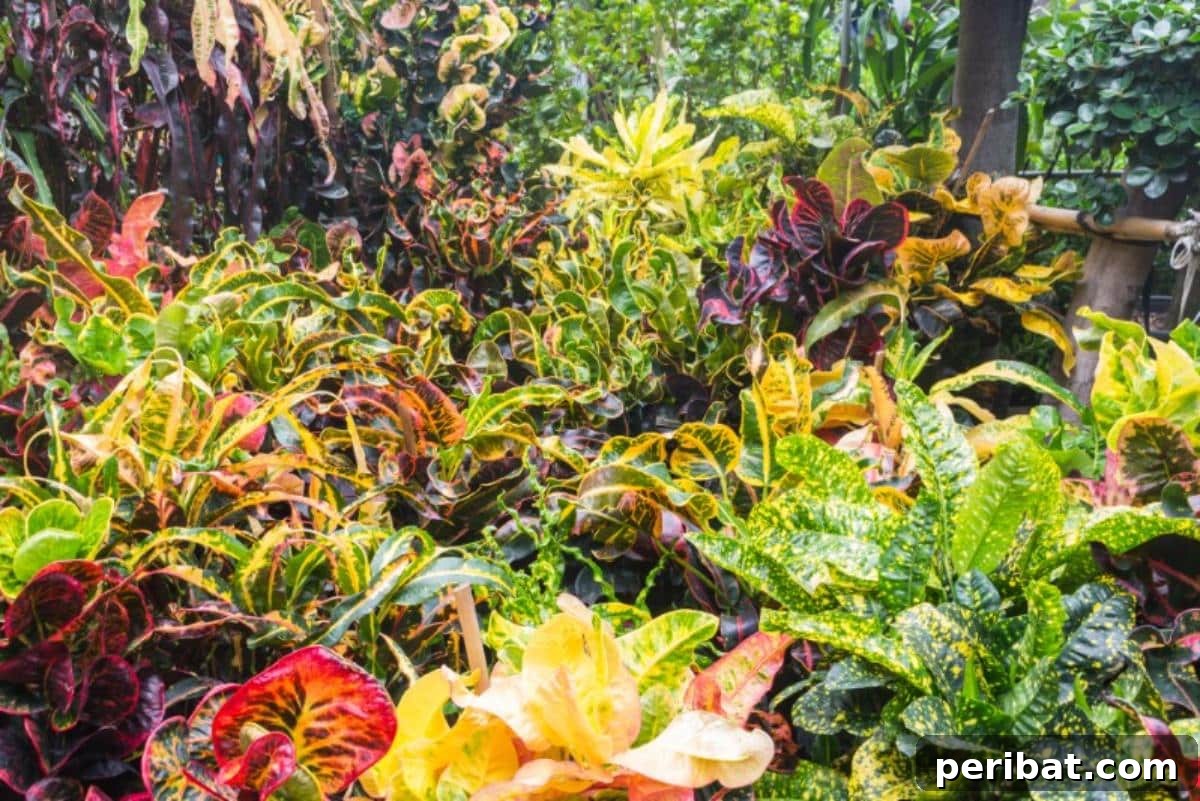 Grow Smarter: Epsom Salt Hacks for Your Garden 13 Colorful ornamental plants.