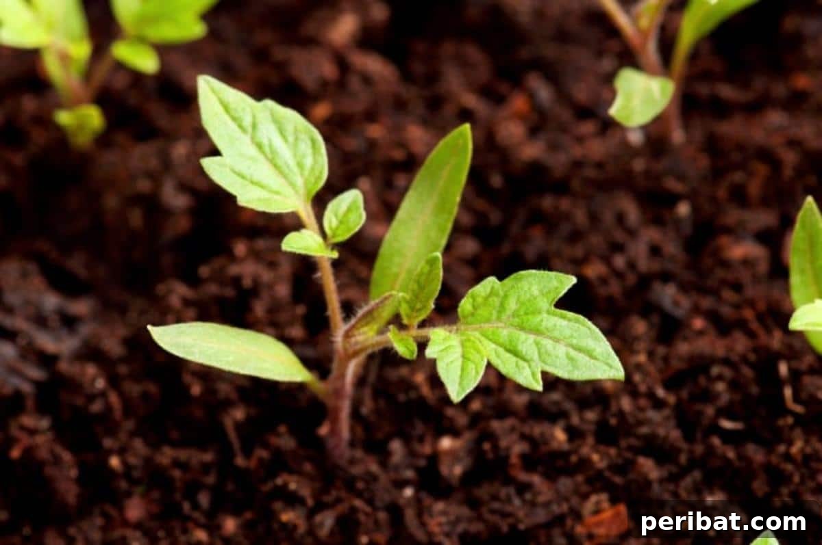 Grow Smarter: Epsom Salt Hacks for Your Garden 4 A tomato seedling in the soil.