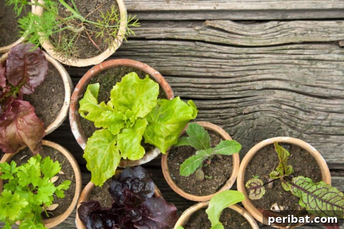 Grow Smarter: Epsom Salt Hacks for Your Garden 7 Potted plants on the wooden porch.