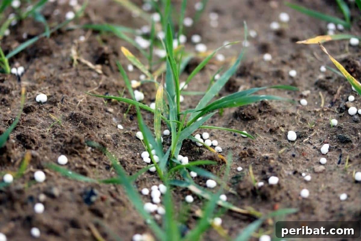 Grow Smarter: Epsom Salt Hacks for Your Garden 8 A fertilized row of wheat.