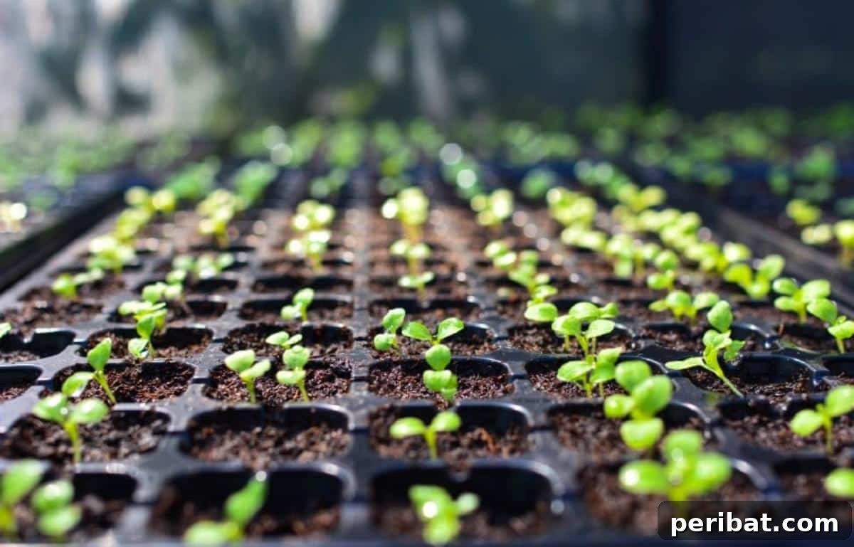 Grow Smarter: Epsom Salt Hacks for Your Garden 10 Tiny seedling in a seedling tray.