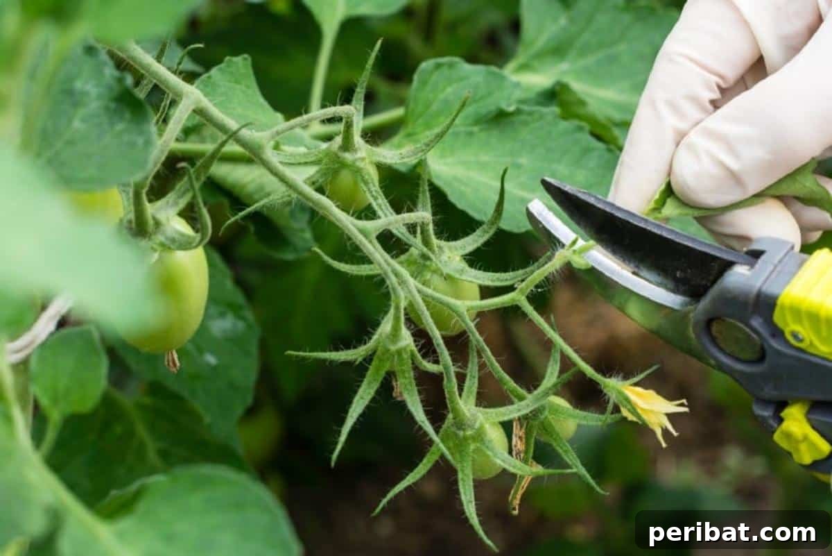 Unlock 500% Bigger Harvests with These 13 Gardening Secrets 11 Pruning tomato plant.