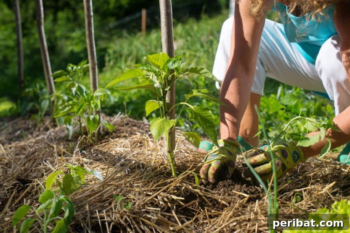 Unlock 500% Bigger Harvests with These 13 Gardening Secrets 13 Mulching tomato plants for better water economy.