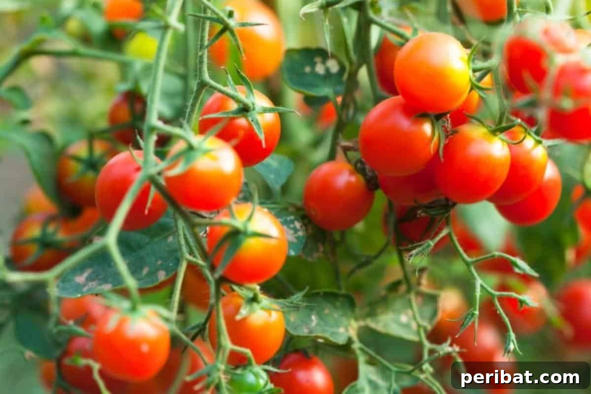 Unlock 500% Bigger Harvests with These 13 Gardening Secrets 4 High yielding cherry tomato ready to be harvested