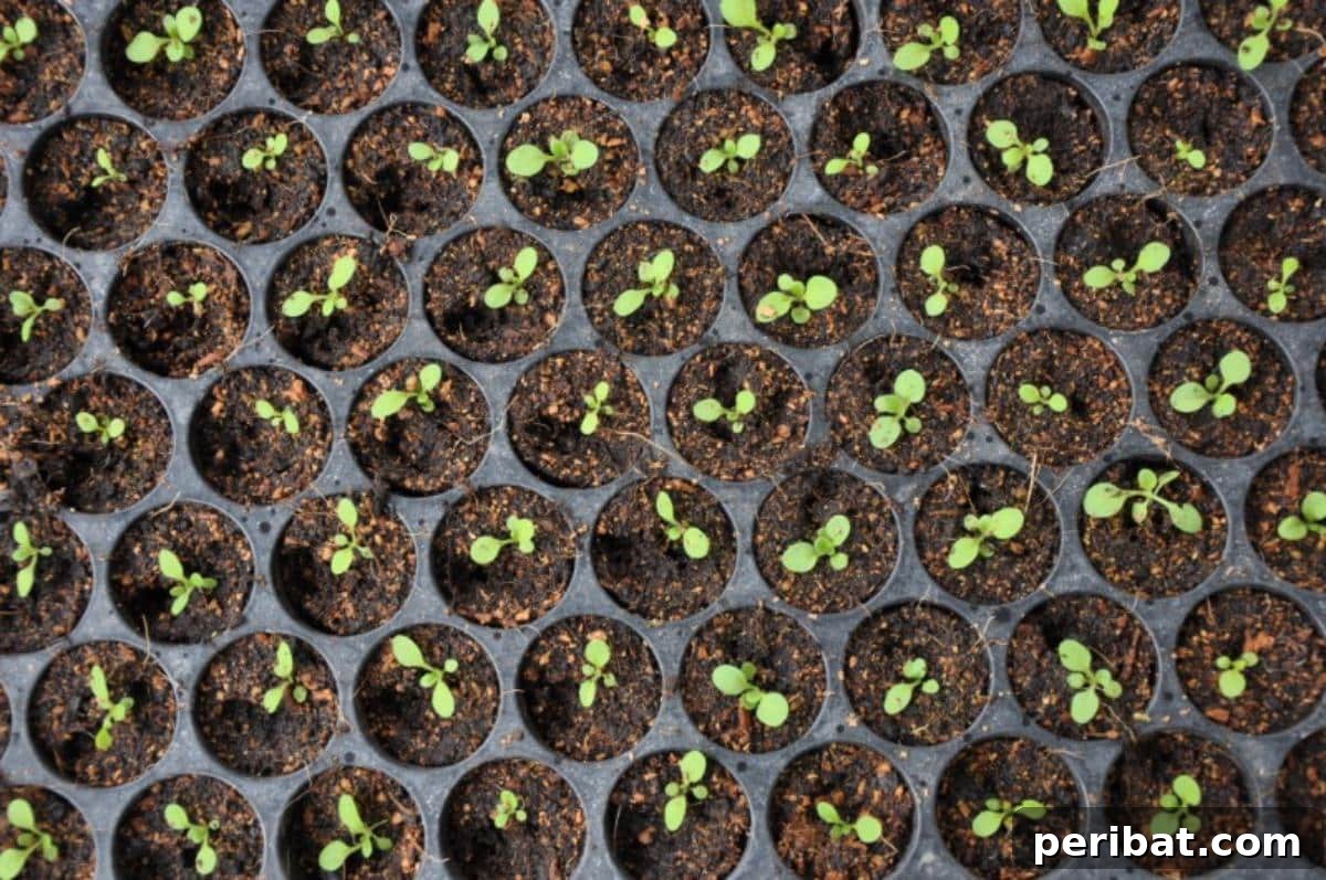 Unlock 500% Bigger Harvests with These 13 Gardening Secrets 8 Seed starting process.