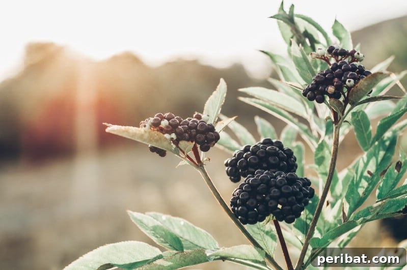 Homegrown Delights: Easy Berry Bushes for a Sweet Harvest 11 Clusters of dark purple elderberries on a bush, with green leaves.