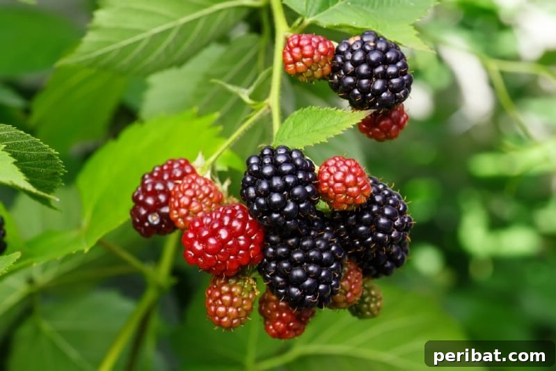 Homegrown Delights: Easy Berry Bushes for a Sweet Harvest 12 Glossy black blackberries on a thorny cane, ripe for picking.