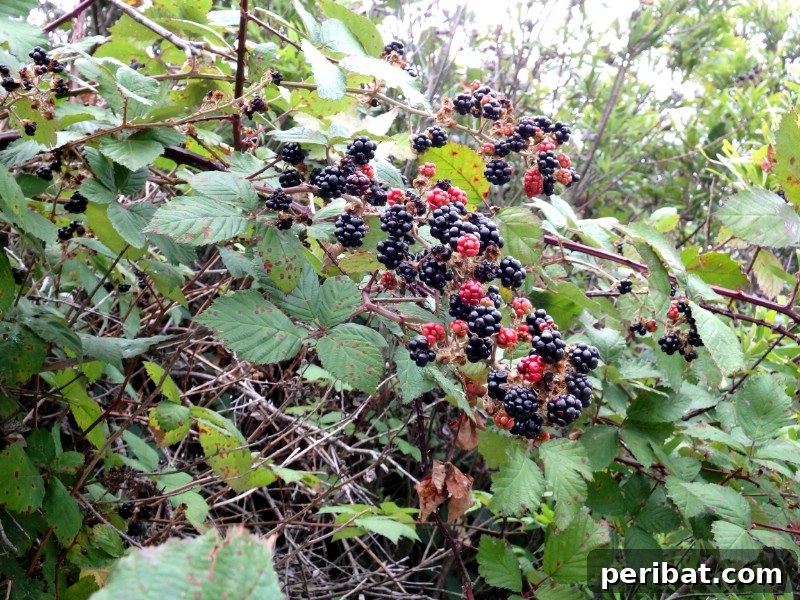 Homegrown Delights: Easy Berry Bushes for a Sweet Harvest 13 Large, dark purple boysenberries on a vine, similar to blackberries.