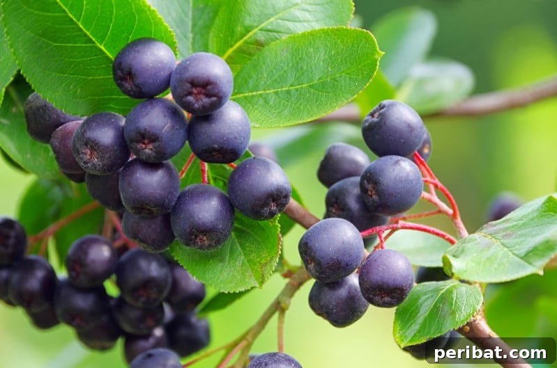 Homegrown Delights: Easy Berry Bushes for a Sweet Harvest 15 Clusters of dark purple Aronia berries on a bush with green leaves.