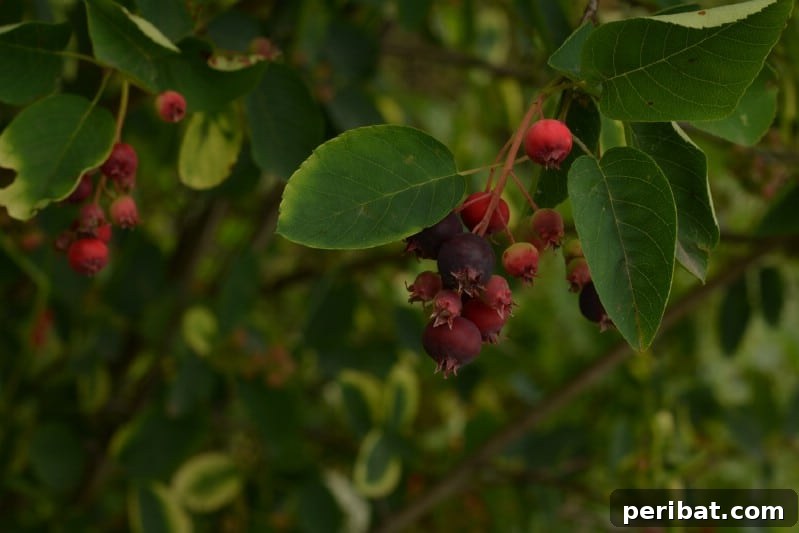 Homegrown Delights: Easy Berry Bushes for a Sweet Harvest 16 Reddish-purple serviceberries clustered on a branch.