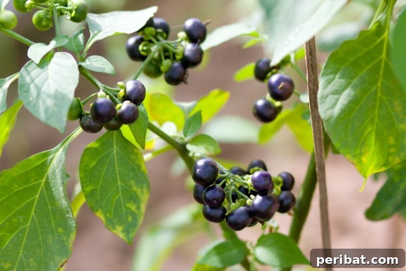 Homegrown Delights: Easy Berry Bushes for a Sweet Harvest 17 Small, dark blue-black wonderberries on a plant.