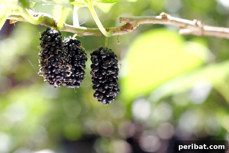 Homegrown Delights: Easy Berry Bushes for a Sweet Harvest 18 Clusters of dark purple mulberries hanging from a branch.