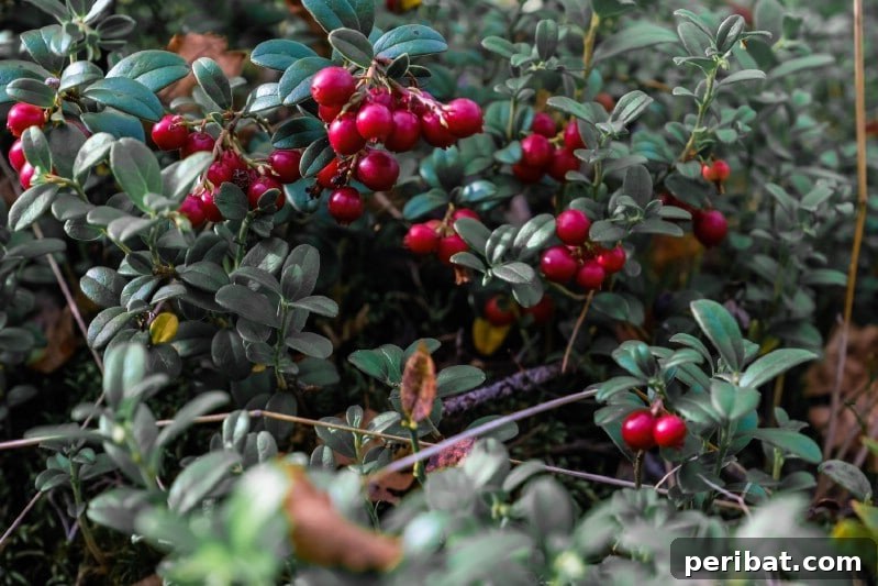 Homegrown Delights: Easy Berry Bushes for a Sweet Harvest 19 Bright red lingonberries on a low-growing evergreen bush.