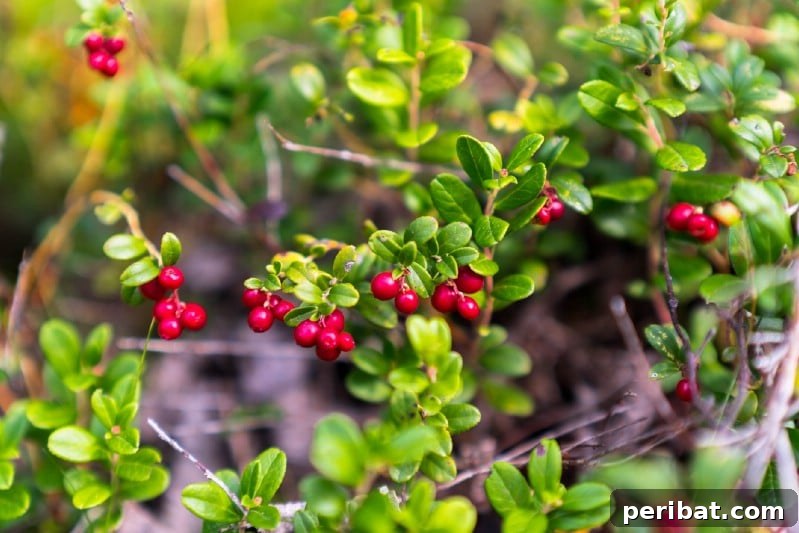 Homegrown Delights: Easy Berry Bushes for a Sweet Harvest 20 Red cranberries floating in water in a field, ready for harvest.