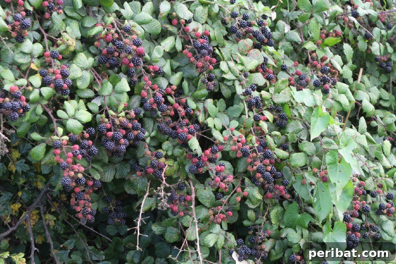 Homegrown Delights: Easy Berry Bushes for a Sweet Harvest 21 Dark, glossy dewberries on a low-lying vine.