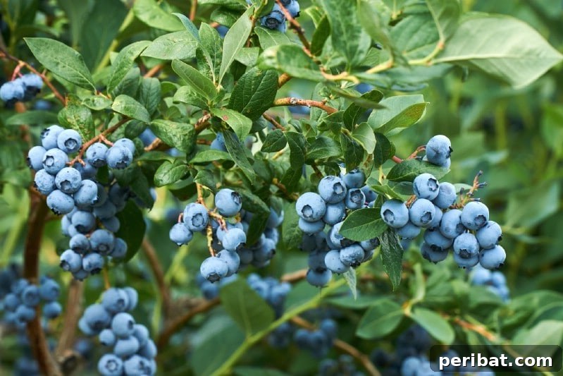 Homegrown Delights: Easy Berry Bushes for a Sweet Harvest 4 Cluster of fresh, plump blueberries on a branch, covered in natural bloom.