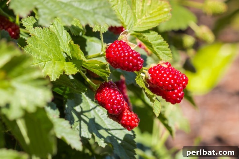Homegrown Delights: Easy Berry Bushes for a Sweet Harvest 5 Ripe loganberries, dark red and elongated, hanging from a vine.