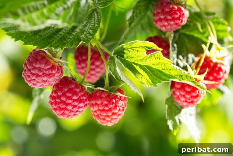 Homegrown Delights: Easy Berry Bushes for a Sweet Harvest 6 Bright red raspberries glistening on a cane, surrounded by green leaves.