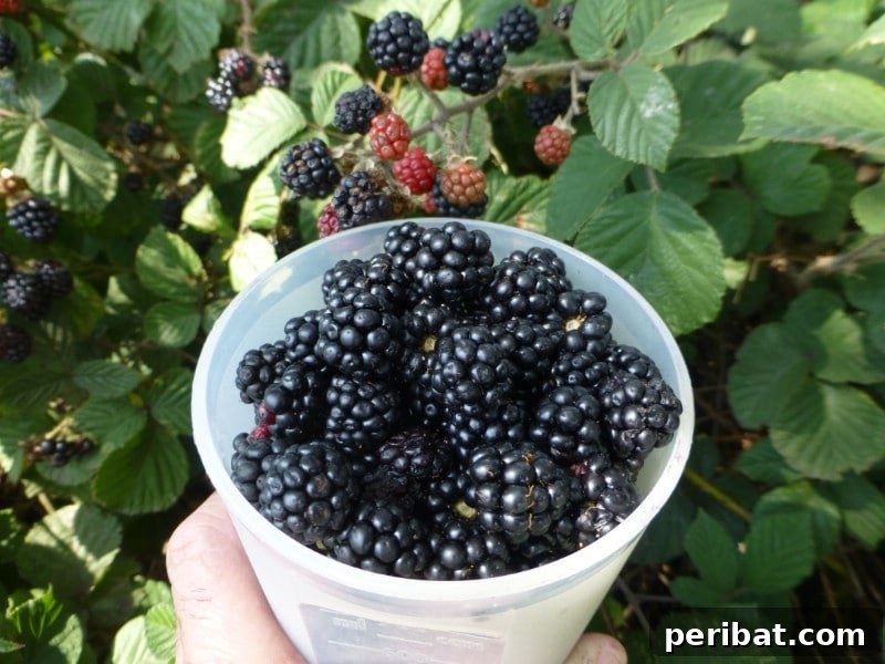 Homegrown Delights: Easy Berry Bushes for a Sweet Harvest 7 Deep purple, ripe Marionberries on a trailing vine, ready for harvest.