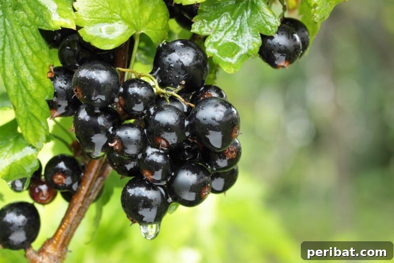 Homegrown Delights: Easy Berry Bushes for a Sweet Harvest 8 Clusters of glossy blackcurrants hanging from a shrub branch.