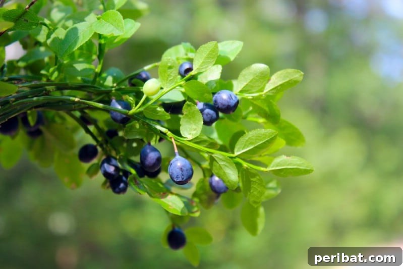 Homegrown Delights: Easy Berry Bushes for a Sweet Harvest 9 Small, dark purple huckleberries among green leaves.